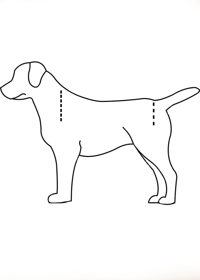 How to Measure your Dog