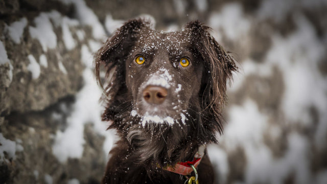 Brown dog outside with snow on its nose next to a brick wall.