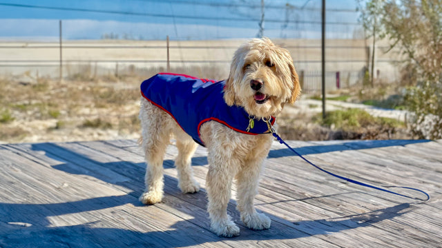 Hootie the Golden Doodle 