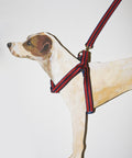 Step-In Harness - Premium Dog Apparel by Canine Couture